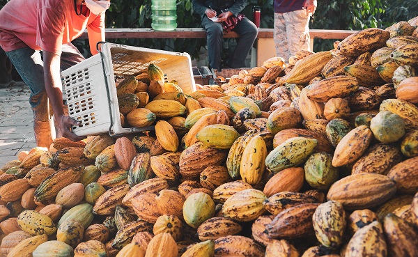 You are currently viewing HAUSSE DES PRIX DU CACAO